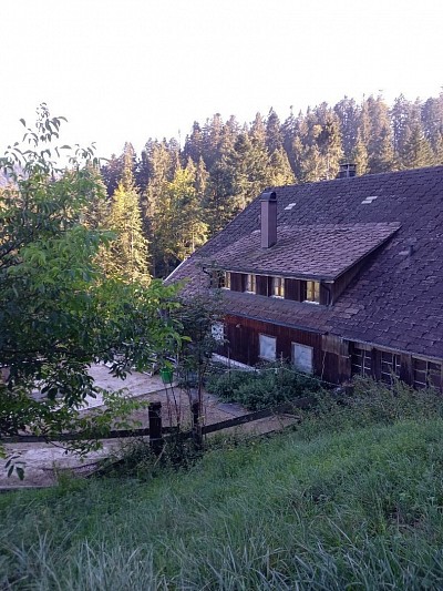 Ziegen Spaziergang