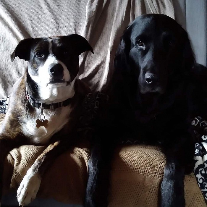 Hunde