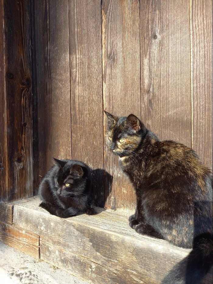 Katzen