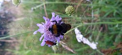 Biodiversität