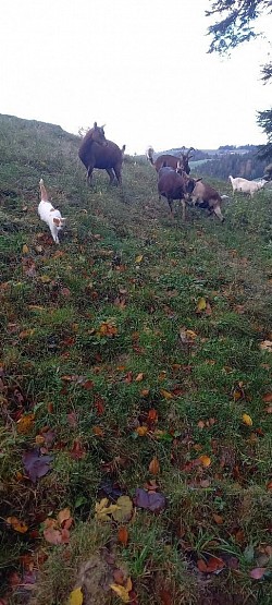 Spaziergang
