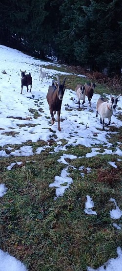 Ziegen Spaziergang