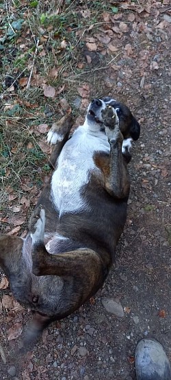 Zafira