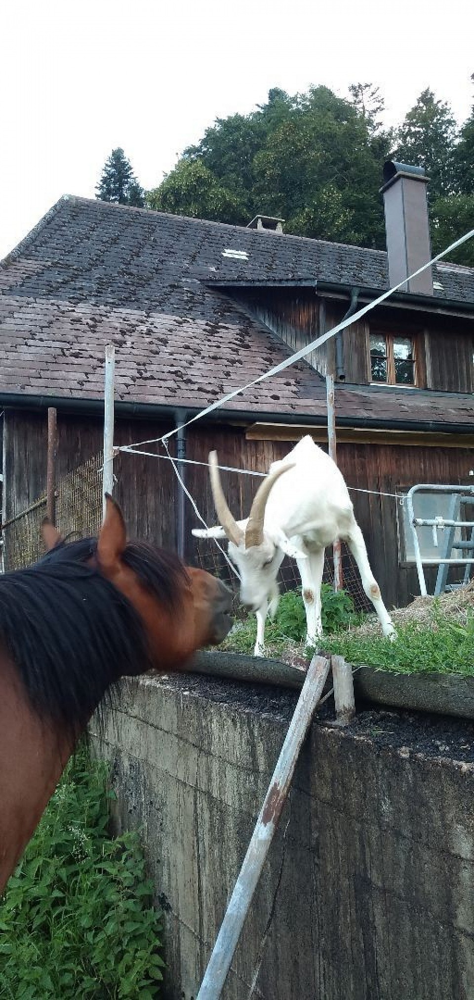 Freunde