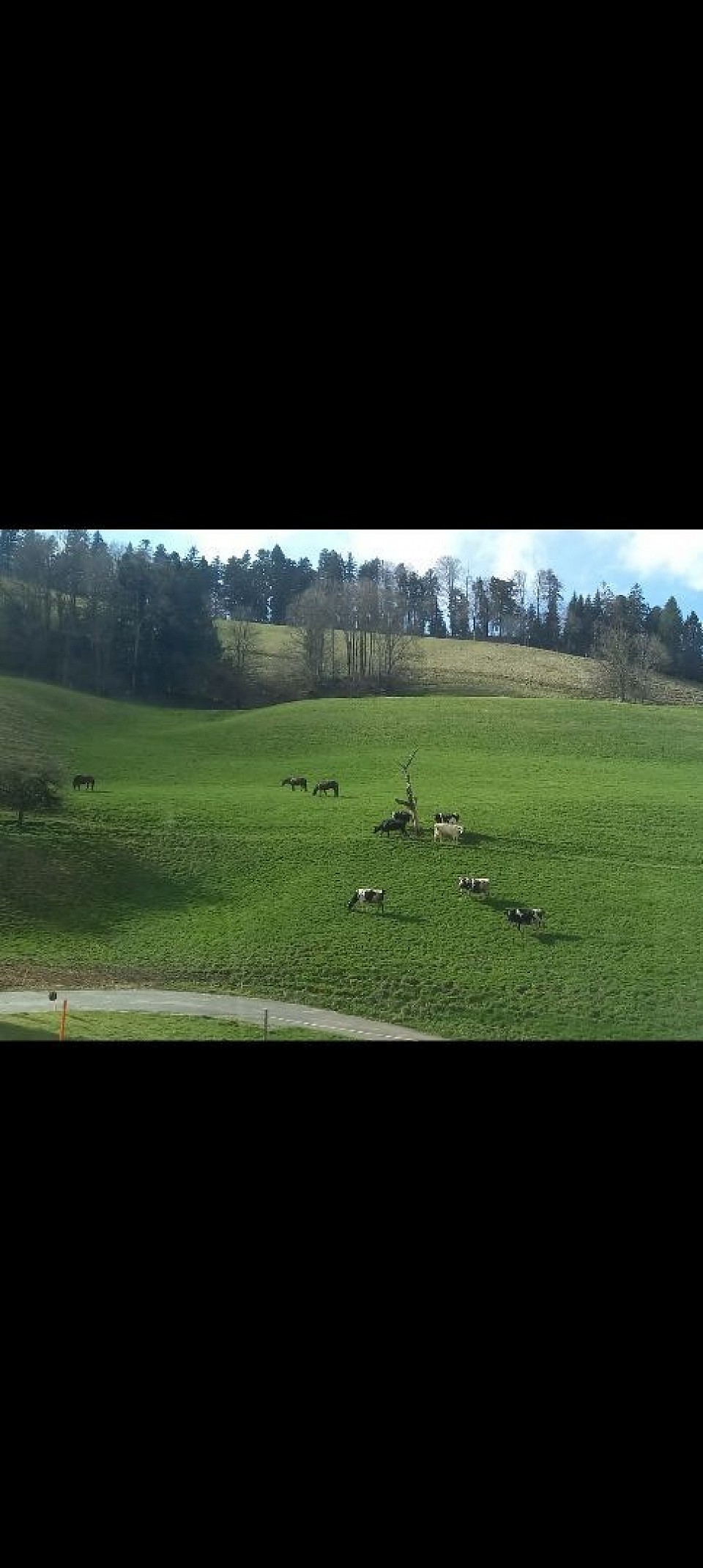 Gemeinsam weiden