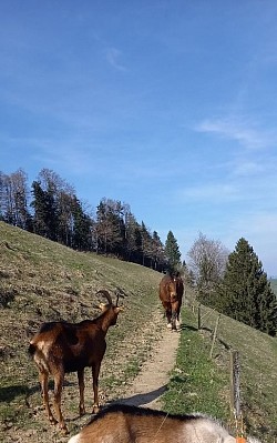 Pferde und Ziegen