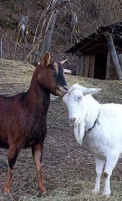 Ziegen