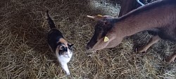 Katze und Ziege