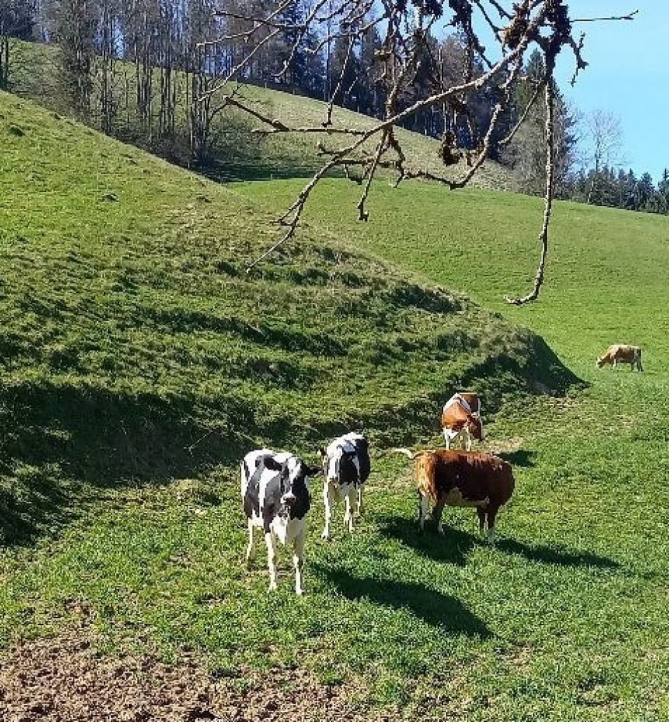 Kühe